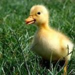 Tiny Duckling
